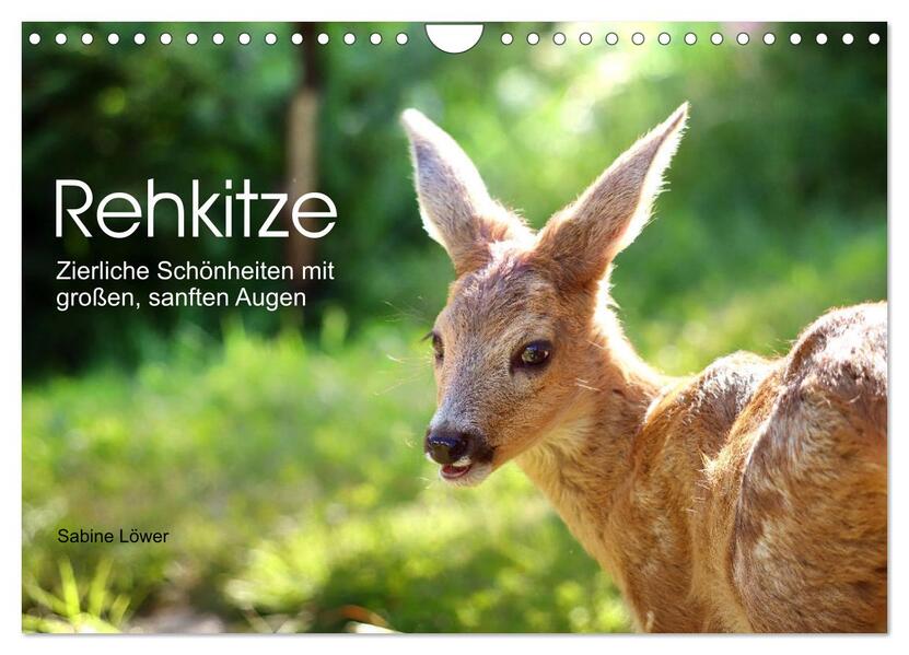 Rehkitze zierliche Schönheiten mit großen sanften Augen (Wandkalender 2026 DIN A4 quer) CALVENDO Monatskalender