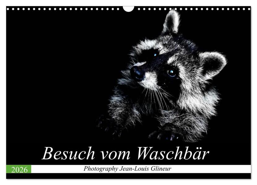 Besuch vom Waschbär (Wandkalender 2026 DIN A3 quer) CALVENDO Monatskalender
