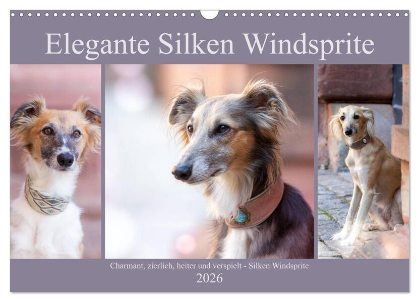 Elegante Silken Windsprite (Wandkalender 2026 DIN A3 quer) CALVENDO Monatskalender