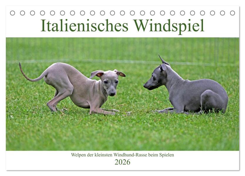 Italienisches Windspiel (Tischkalender 2026 DIN A5 quer) CALVENDO Monatskalender