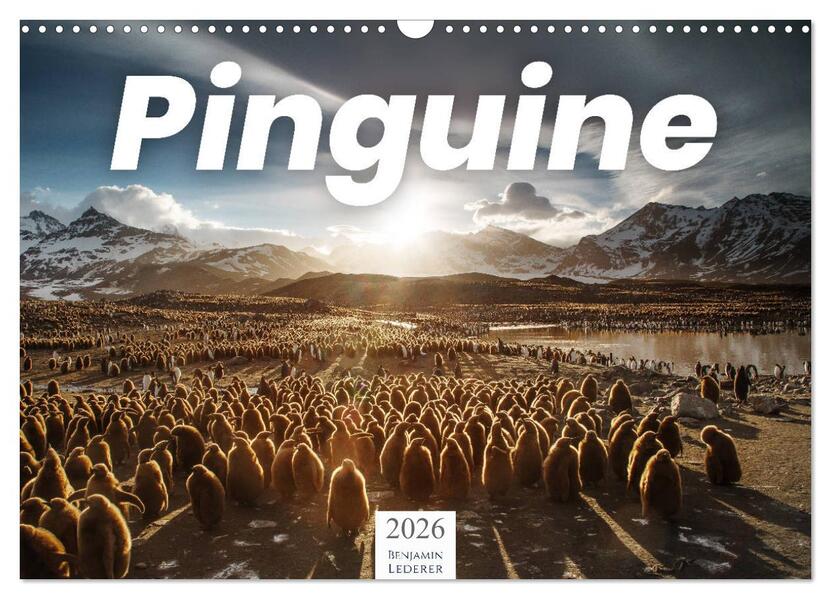 Pinguine - Die sympathischen Frack-Träger (Wandkalender 2026 DIN A3 quer) CALVENDO Monatskalender
