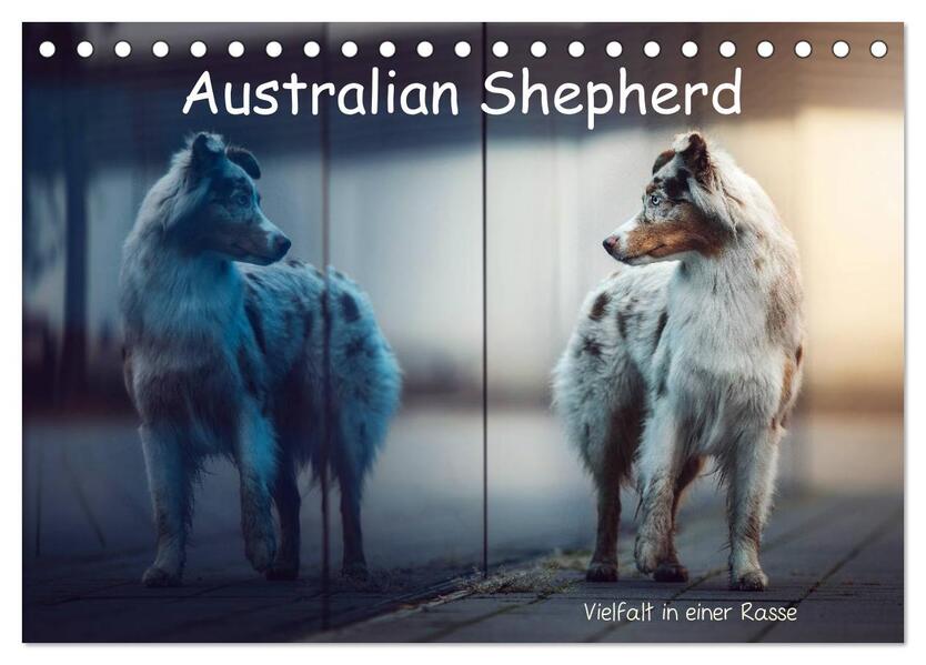 Australian Shepherd - Vielfalt in einer Rasse (Tischkalender 2026 DIN A5 quer) CALVENDO Monatskalender