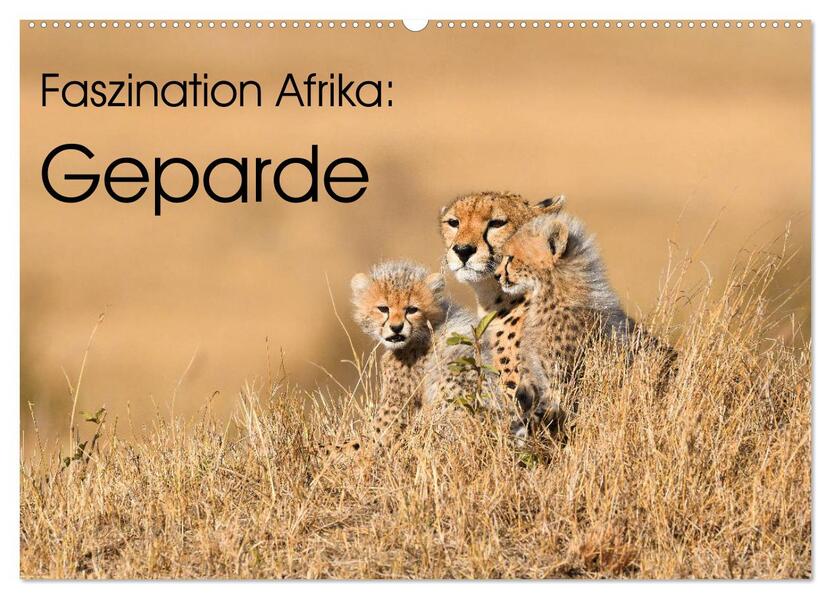 Faszinaton Afrika: Geparde (Wandkalender 2026 DIN A2 quer) CALVENDO Monatskalender