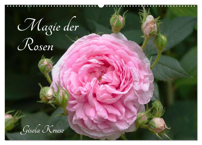 Magie der Rosen (Wandkalender 2026 DIN A2 quer) CALVENDO Monatskalender