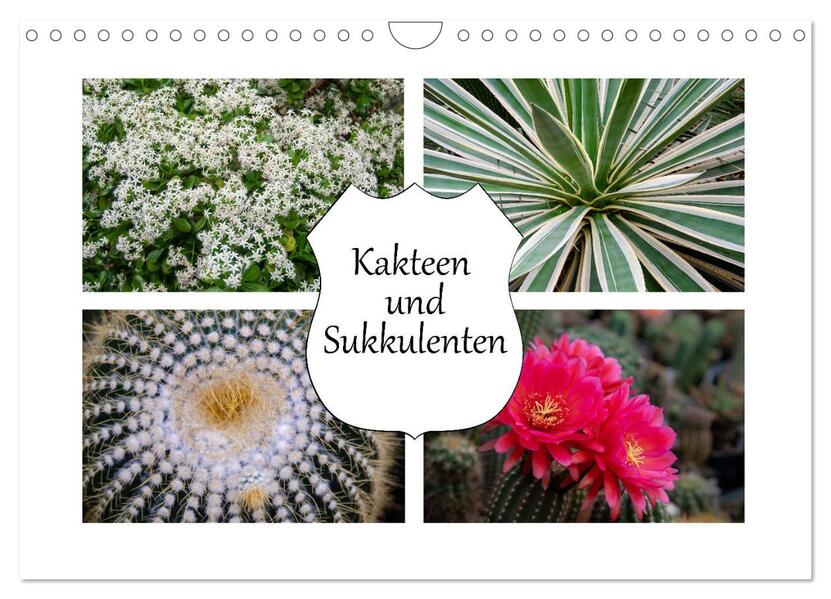 Kakteen und Sukkulenten (Wandkalender 2026 DIN A4 quer) CALVENDO Monatskalender
