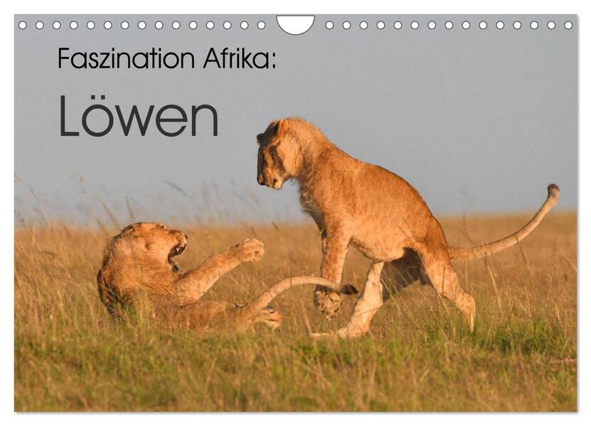 Faszination Afrika: Löwen (Wandkalender 2026 DIN A4 quer) CALVENDO Monatskalender