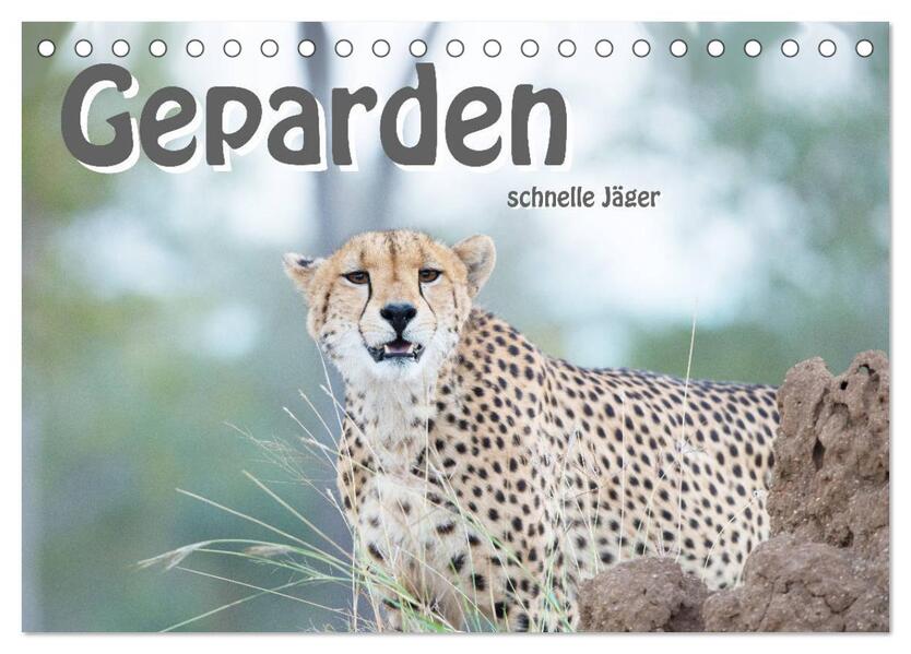 Geparden - schnelle Jäger (Tischkalender 2026 DIN A5 quer) CALVENDO Monatskalender