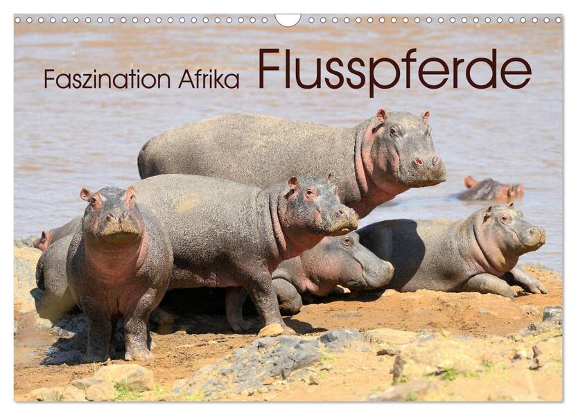 Faszination Afrika: Flusspferde (Wandkalender 2026 DIN A3 quer) CALVENDO Monatskalender