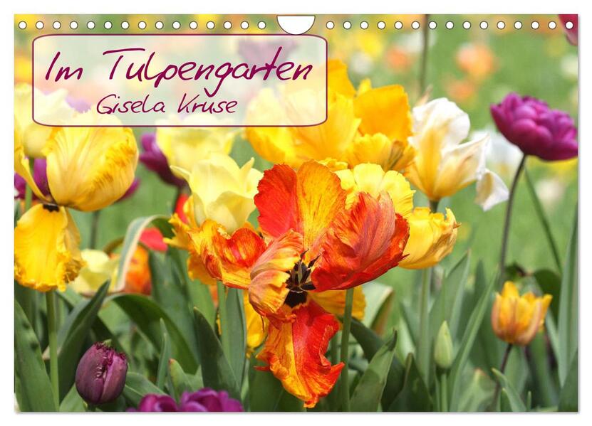 Im Tulpengarten (Wandkalender 2026 DIN A4 quer) CALVENDO Monatskalender
