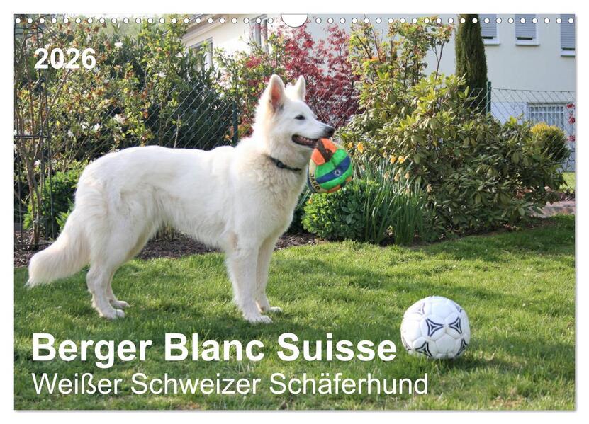 Berger Blanc Suisse - Weißer Schweizer Schäferhund (Wandkalender 2026 DIN A3 quer) CALVENDO Monatskalender