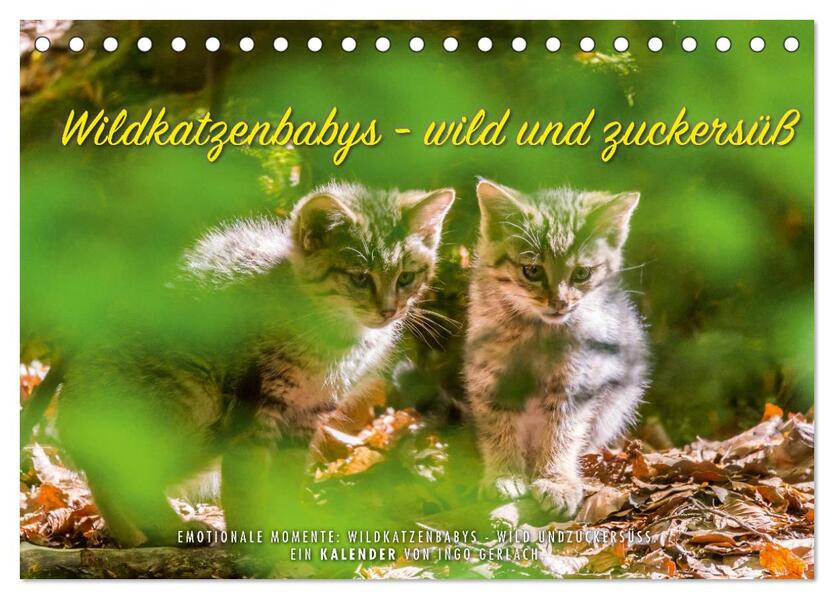Wildkatzenbabys - wild und zuckersüß. (Tischkalender 2026 DIN A5 quer) CALVENDO Monatskalender