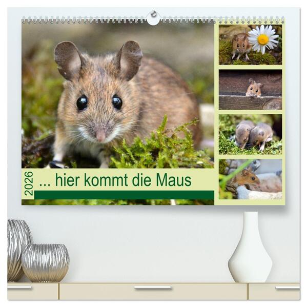 ... hier kommt die Maus ... (hochwertiger Premium Wandkalender 2026 DIN A2 quer) Kunstdruck in Hochglanz