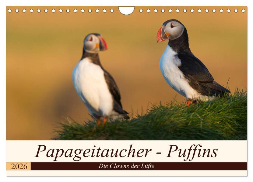 Papageitaucher - Puffins (Wandkalender 2026 DIN A4 quer) CALVENDO Monatskalender