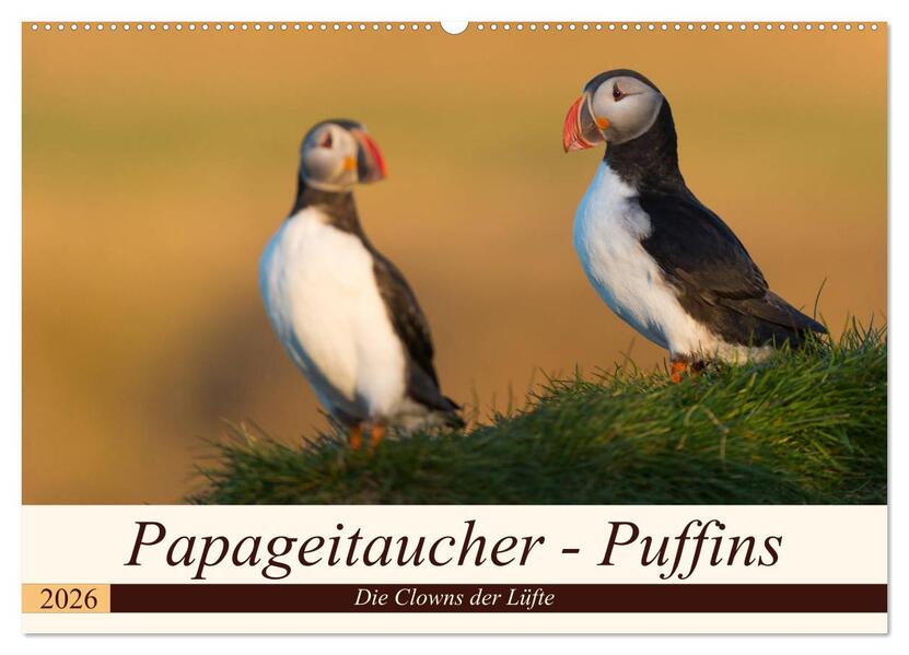 Papageitaucher - Puffins (Wandkalender 2026 DIN A2 quer) CALVENDO Monatskalender