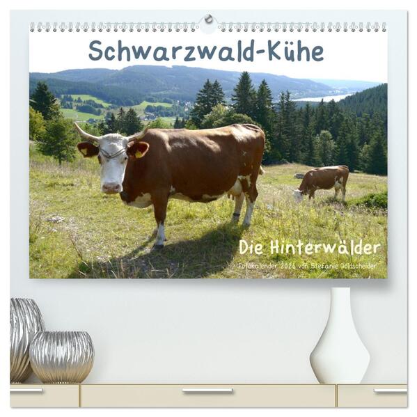 Schwarzwald-Kühe - Die Hinterwälder (hochwertiger Premium Wandkalender 2026 DIN A2 quer) Kunstdruck in Hochglanz