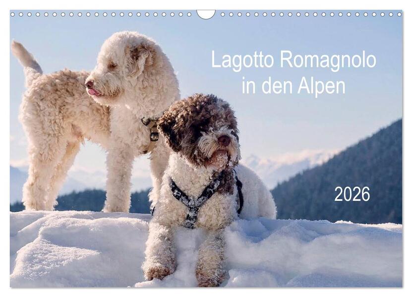 Lagotto Romagnolo in den Alpen 2026 (Wandkalender 2026 DIN A3 quer) CALVENDO Monatskalender