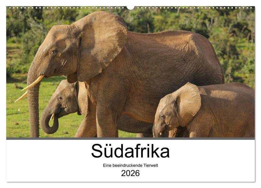Südafrika - Eine beeindruckende Tierwelt (Wandkalender 2026 DIN A2 quer) CALVENDO Monatskalender