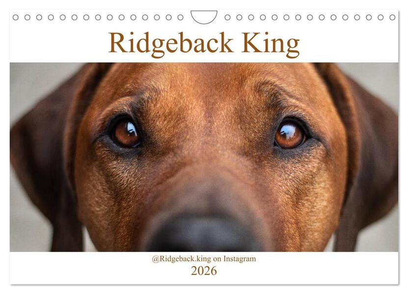 Ridgeback King (Wandkalender 2026 DIN A4 quer) CALVENDO Monatskalender