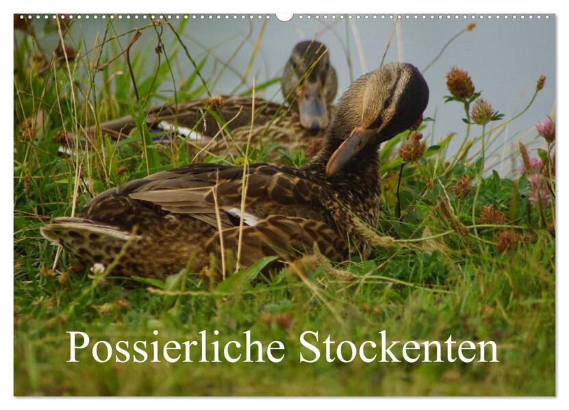 Possierliche Stockenten (Wandkalender 2026 DIN A2 quer) CALVENDO Monatskalender