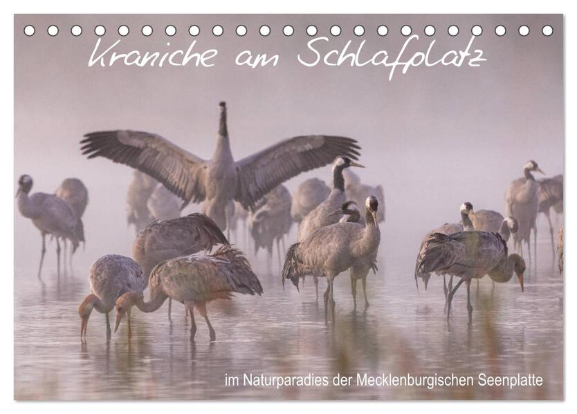 Kraniche am Schlafplatz - im Naturparadies der Mecklenburgischen Seenplatte (Tischkalender 2026 DIN A5 quer) CALVENDO Monatskalender