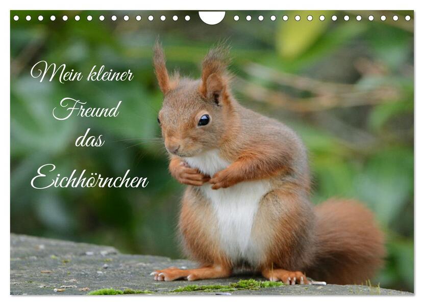 Mein kleiner Freund das Eichhörnchen (Wandkalender 2026 DIN A4 quer) CALVENDO Monatskalender