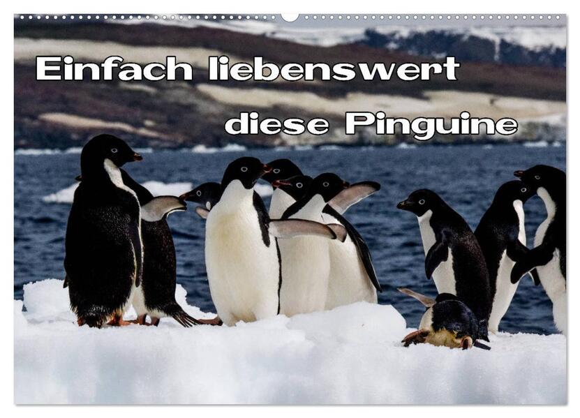 Einfach liebenswert diese Pinguine (Wandkalender 2026 DIN A2 quer) CALVENDO Monatskalender