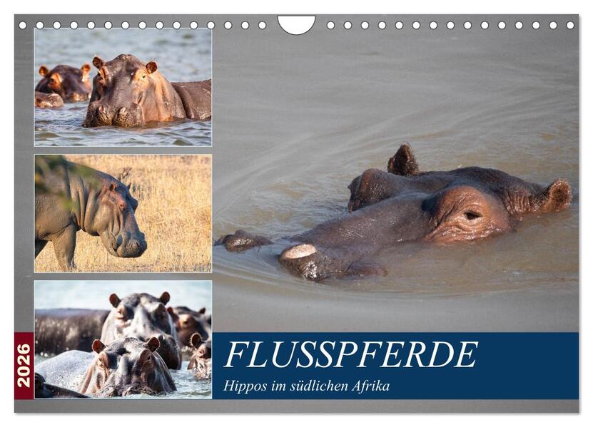 Hippos im südlichen Afrika (Wandkalender 2026 DIN A4 quer) CALVENDO Monatskalender