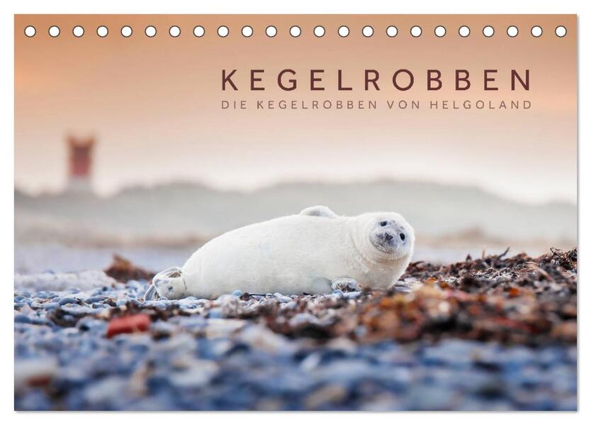 Kegelrobben - Die Kegelrobben von Helgoland (Tischkalender 2026 DIN A5 quer) CALVENDO Monatskalender