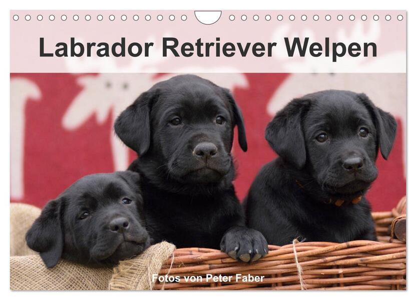 Labrador Retriever Welpen (Wandkalender 2026 DIN A4 quer) CALVENDO Monatskalender