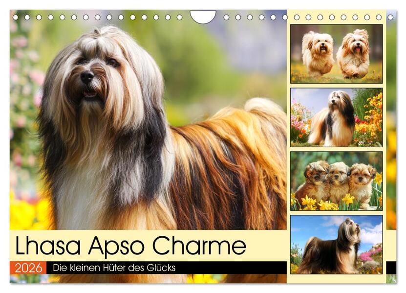Lhasa Apso Charme. Die kleinen Hüter des Glücks (Wandkalender 2026 DIN A4 quer) CALVENDO Monatskalender