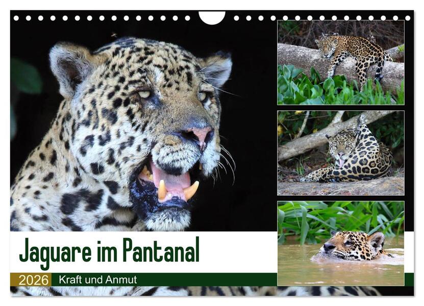 Jaguare im Pantanal (Wandkalender 2026 DIN A4 quer) CALVENDO Monatskalender