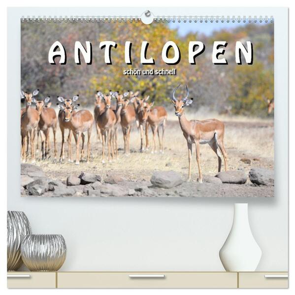 Antilopen schön und schnell (hochwertiger Premium Wandkalender 2026 DIN A2 quer) Kunstdruck in Hochglanz