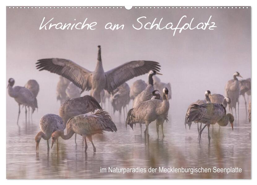 Kraniche am Schlafplatz - im Naturparadies der Mecklenburgischen Seenplatte (Wandkalender 2026 DIN A2 quer) CALVENDO Monatskalender