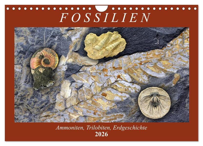 Fossilien - Ammoniten Trilobiten Erdgeschichte (Wandkalender 2026 DIN A4 quer) CALVENDO Monatskalender