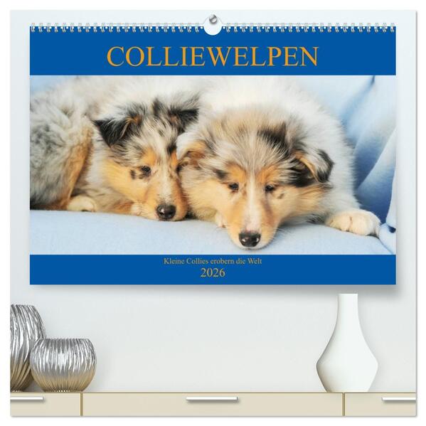 Colliewelpen - kleine Collies erobern die Welt (hochwertiger Premium Wandkalender 2026 DIN A2 quer) Kunstdruck in Hochglanz
