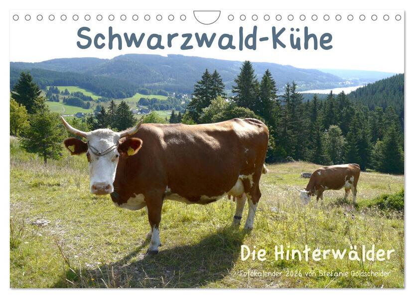 Schwarzwald-Kühe - Die Hinterwälder (Wandkalender 2026 DIN A4 quer) CALVENDO Monatskalender