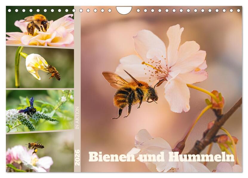 Bienen und Hummeln in Aktion (Wandkalender 2026 DIN A4 quer) CALVENDO Monatskalender
