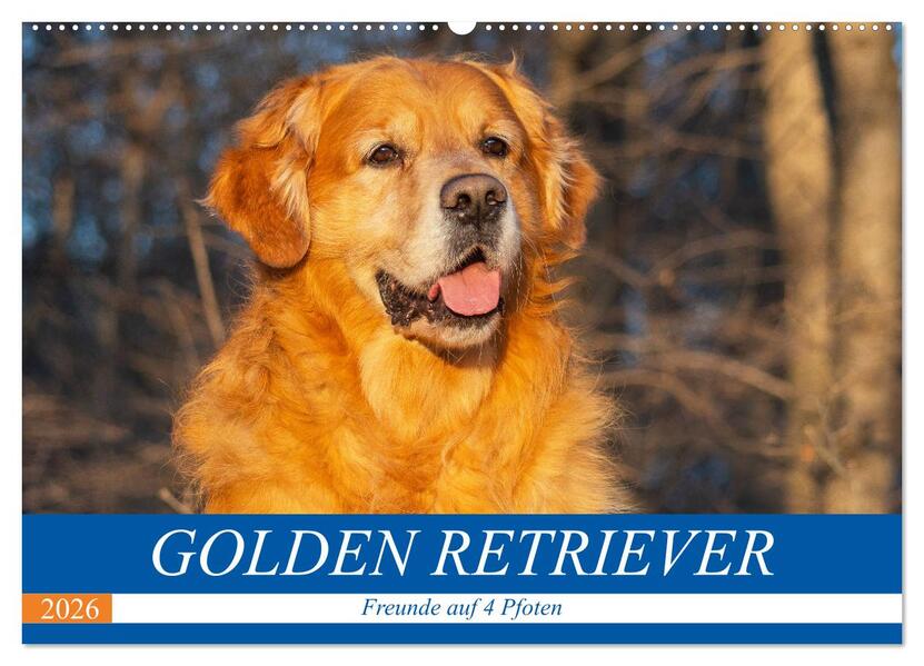Golden Retriever - Freunde auf 4 Pfoten (Wandkalender 2026 DIN A2 quer) CALVENDO Monatskalender