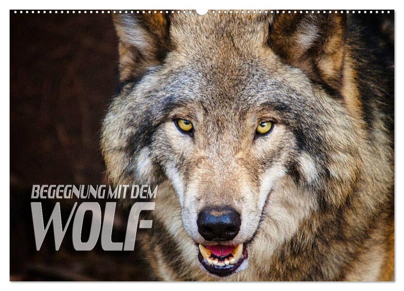 Begegnung mit dem Wolf (Wandkalender 2026 DIN A2 quer) CALVENDO Monatskalender