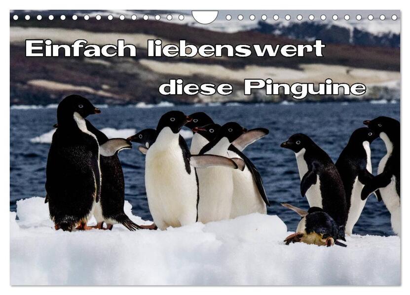 Einfach liebenswert diese Pinguine (Wandkalender 2026 DIN A4 quer) CALVENDO Monatskalender