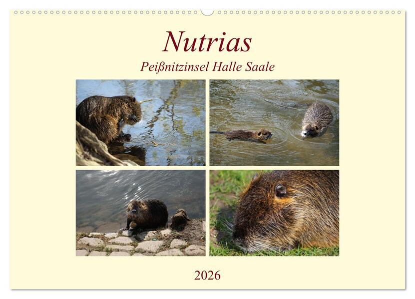 Nutrias Peißnitzinsel Halle Saale (Wandkalender 2026 DIN A2 quer) CALVENDO Monatskalender