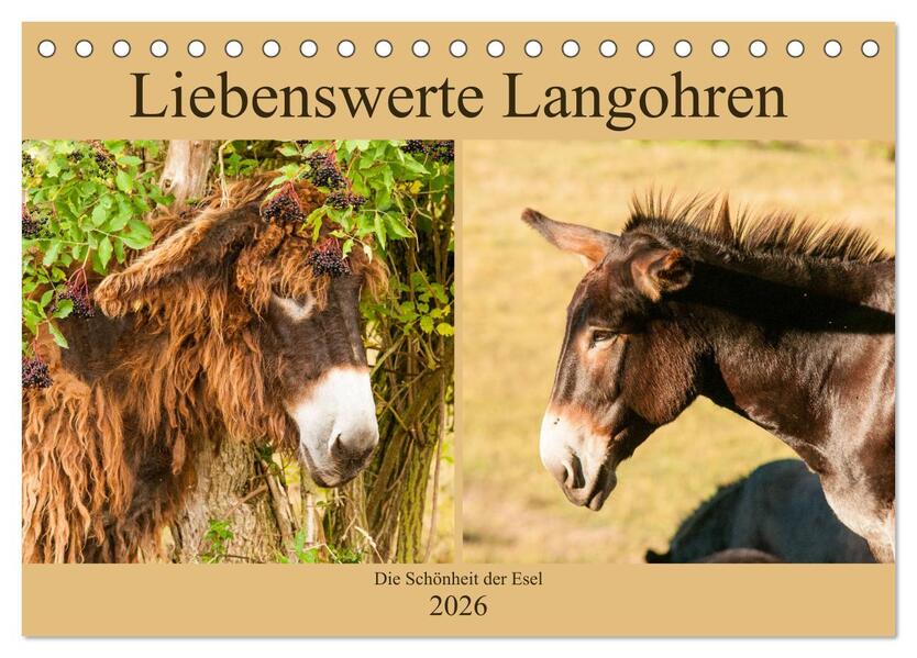 Liebenswerte Langohren - Die Schönheit der Esel (Tischkalender 2026 DIN A5 quer) CALVENDO Monatskalender