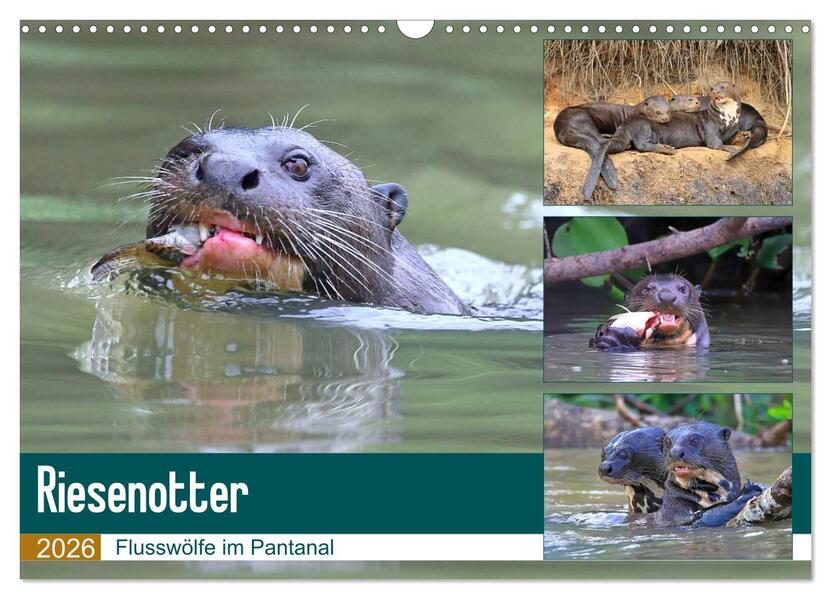 Riesenotter - Flusswölfe im Pantanal (Wandkalender 2026 DIN A3 quer) CALVENDO Monatskalender