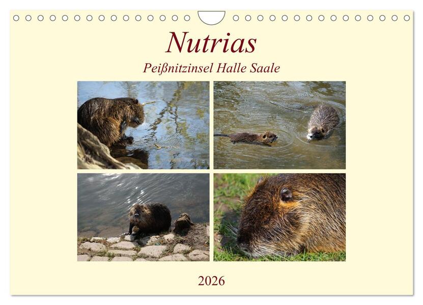 Nutrias Peißnitzinsel Halle Saale (Wandkalender 2026 DIN A4 quer) CALVENDO Monatskalender