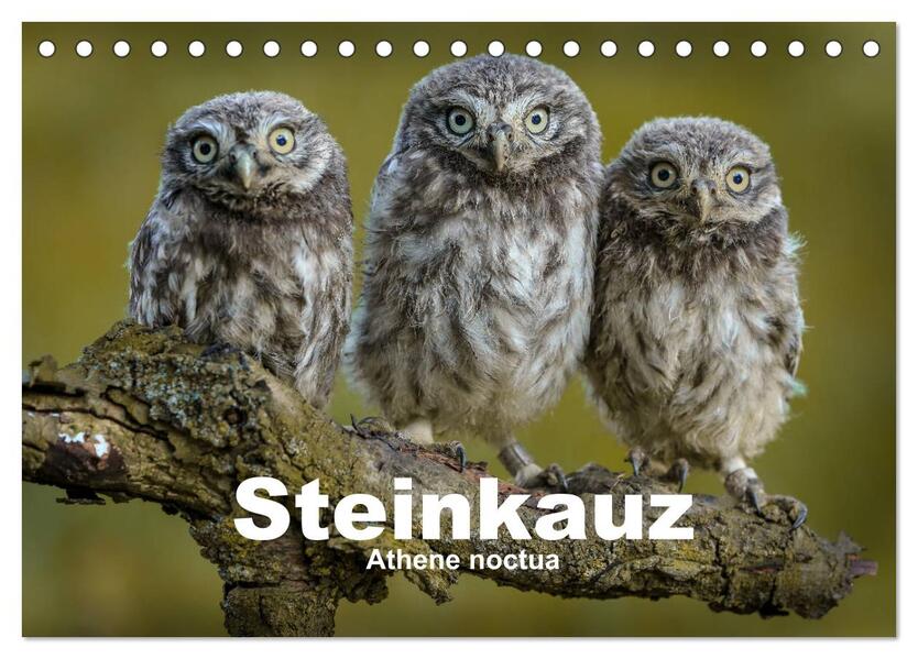 Steinkäuze (Athene noctua) (Tischkalender 2026 DIN A5 quer) CALVENDO Monatskalender