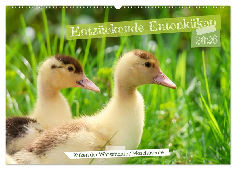Entzückende Entenküken (Wandkalender 2026 DIN A2 quer) CALVENDO Monatskalender