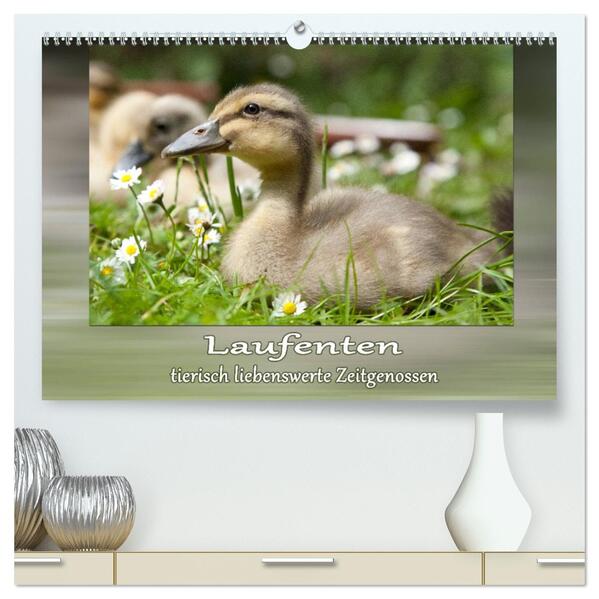 Laufenten - tierisch liebenswerte Zeitgenossen (hochwertiger Premium Wandkalender 2026 DIN A2 quer) Kunstdruck in Hochglanz