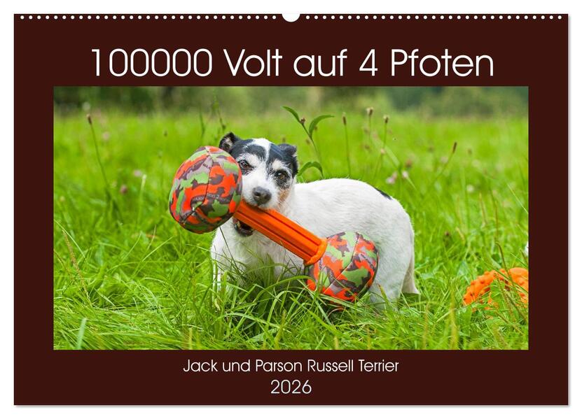 100000 Volt auf vier Pfoten - Jack und Parson Russell Terrier (Wandkalender 2026 DIN A2 quer) CALVENDO Monatskalender
