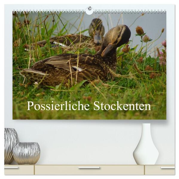 Possierliche Stockenten (hochwertiger Premium Wandkalender 2026 DIN A2 quer) Kunstdruck in Hochglanz