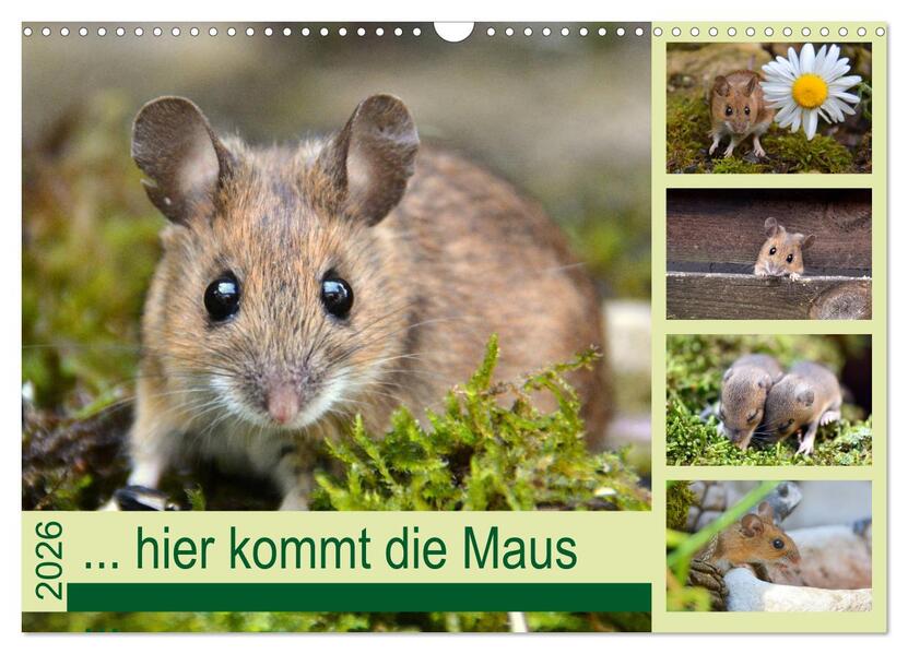 ... hier kommt die Maus ... (Wandkalender 2026 DIN A3 quer) CALVENDO Monatskalender